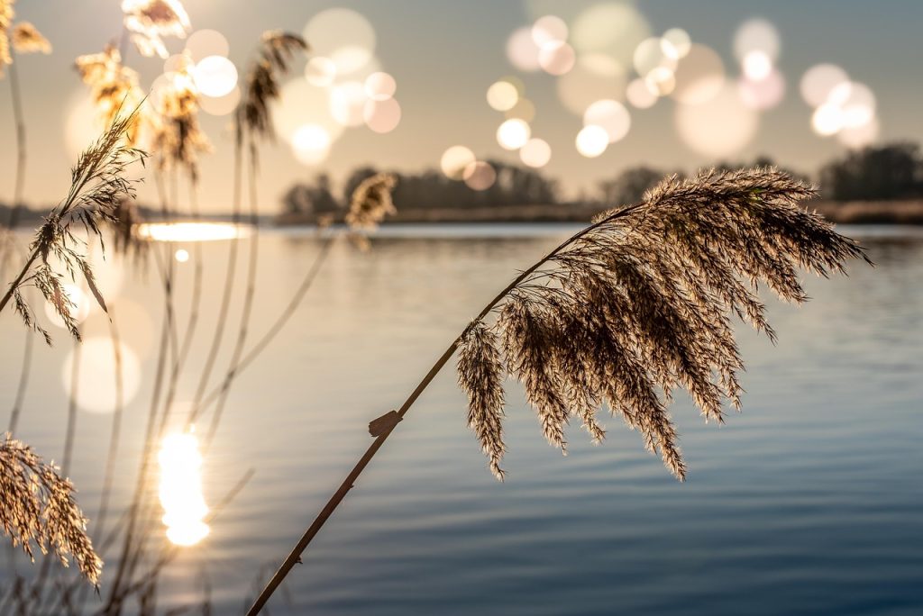 river, bank, plants, grass, nature, sunset, sunrise, light, water, reflection